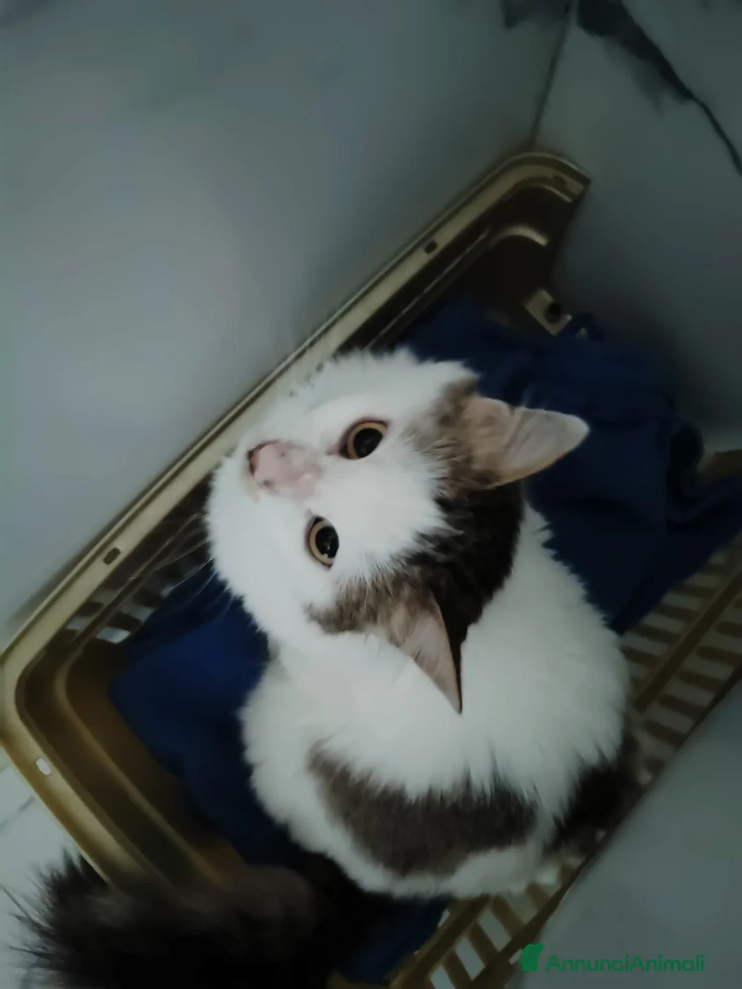 Europeo gatti in regalo: Roman dolcissimo micio a pelo lungo  a Città metropolitana di Milano - Annuncio 4