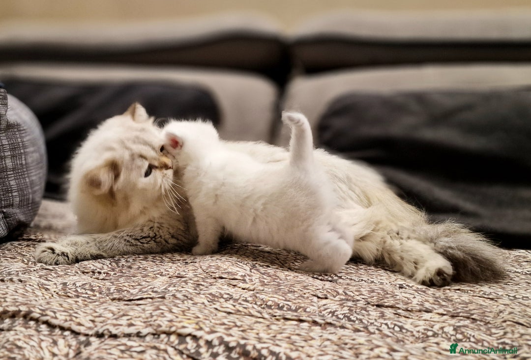 British gatti in vendita: British shorthair e longhair  - Annuncio 18