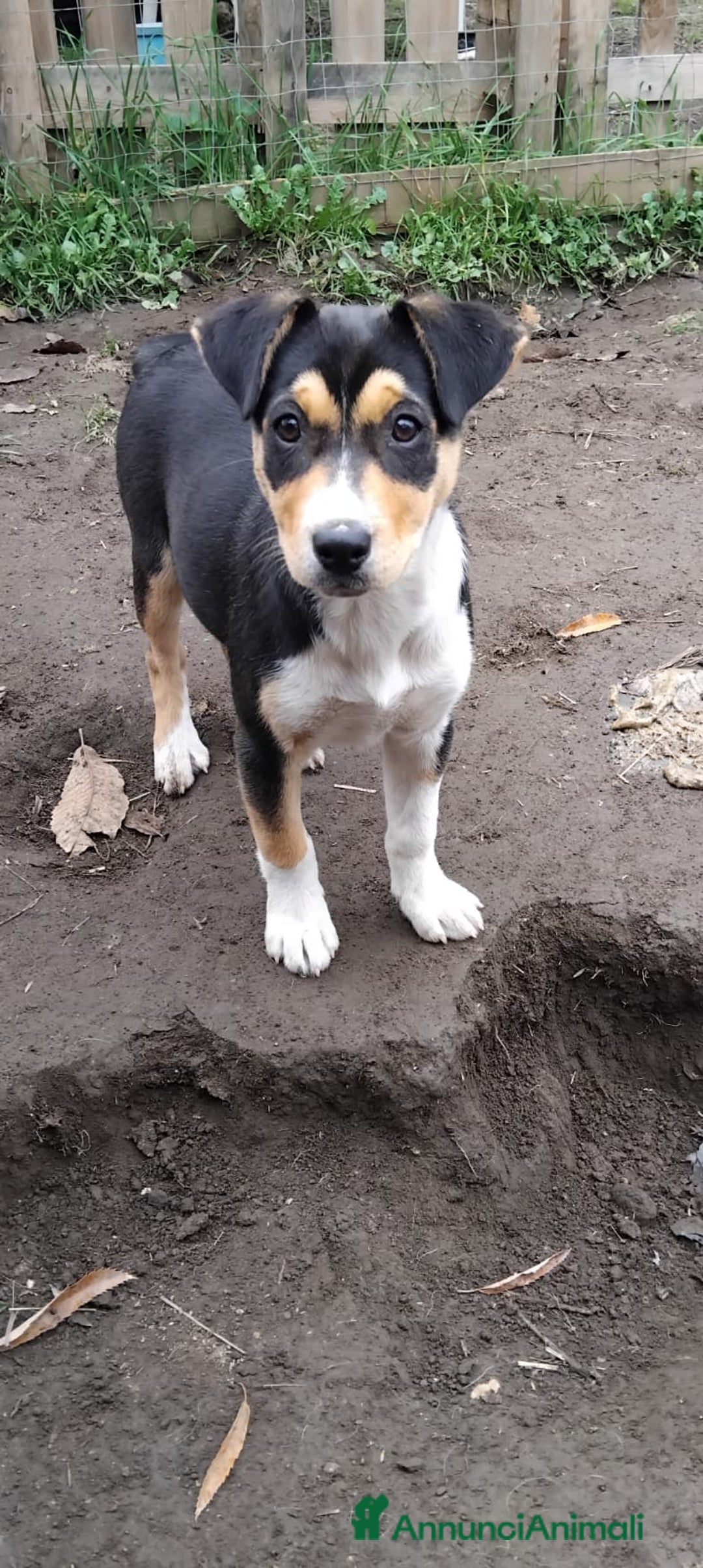 Meticcio cani in regalo: CUCCIOLI 4 MESI - Annuncio 5
