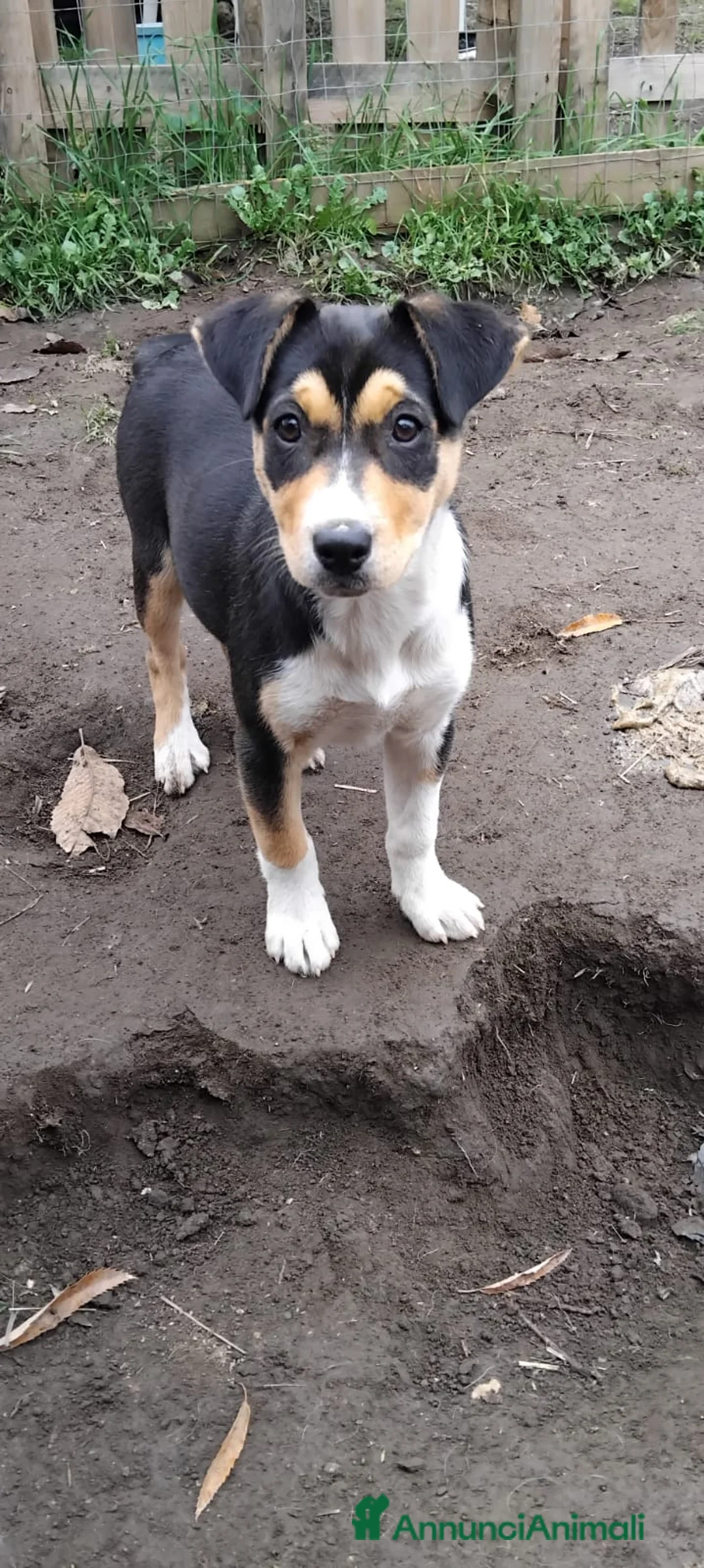 Meticcio cani in regalo: CUCCIOLI 4 MESI - Annuncio 3