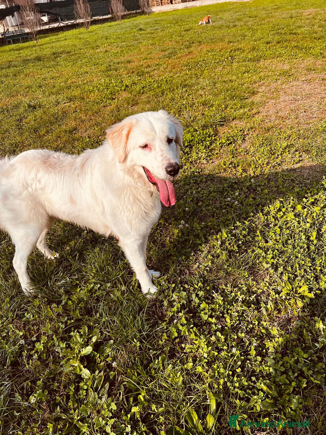 Meticcio cani in regalo: Igor cerca casa - Annuncio 4