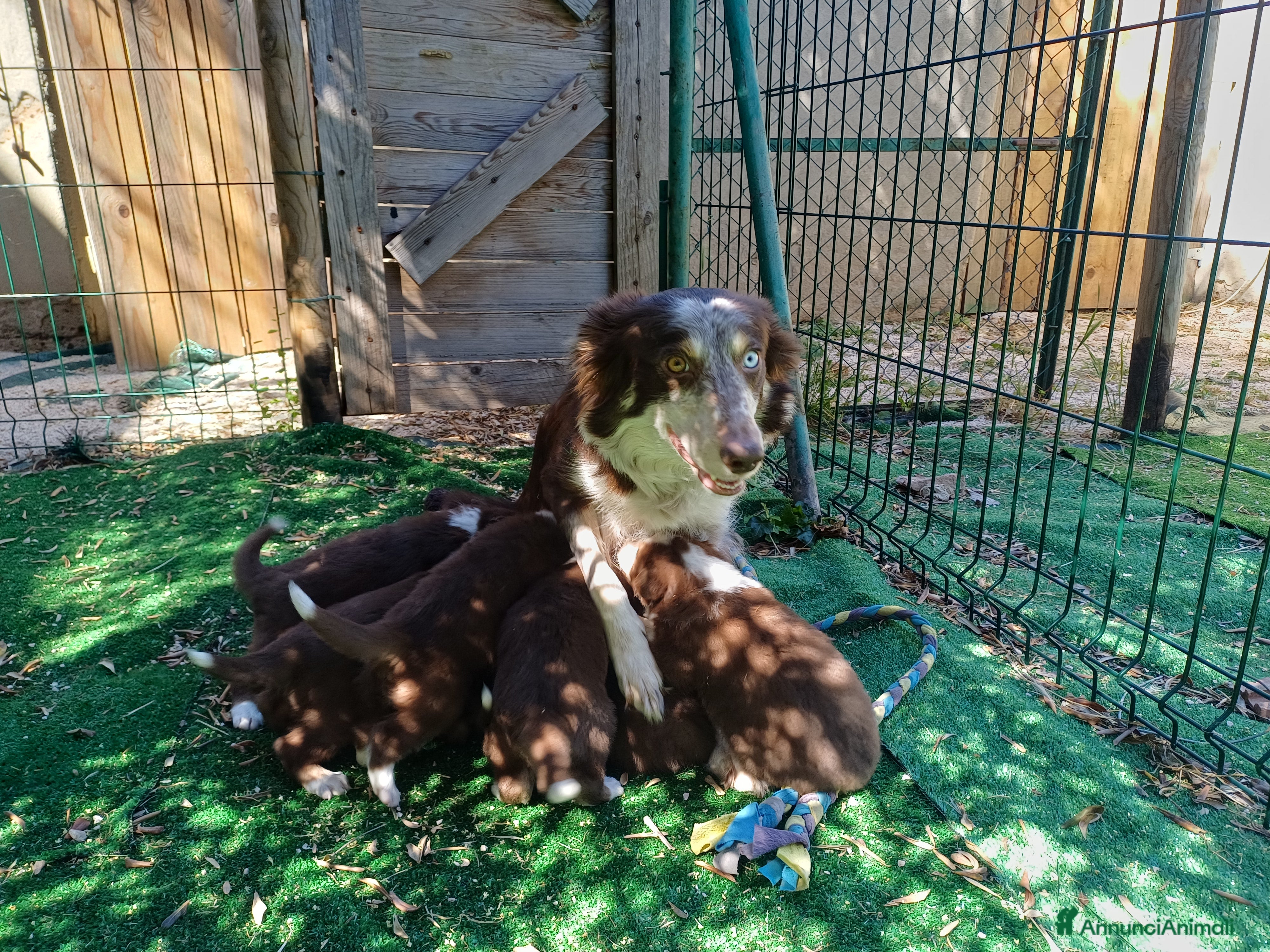 Border Collie cani in vendita: Cuccioli di border collie  a Provincia di Perugia - Annuncio 2