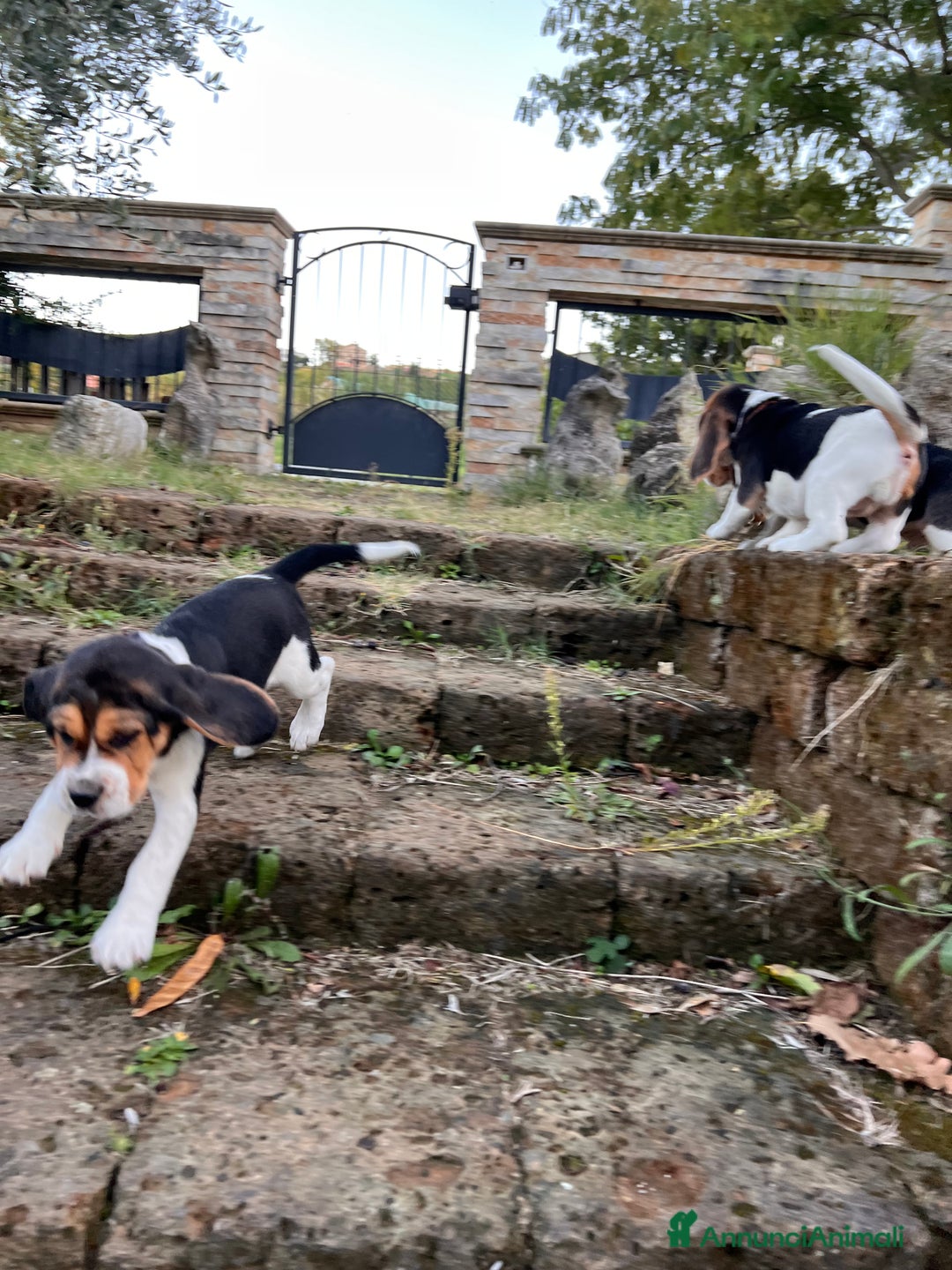 Beagle cani in vendita: Cuccioli di beagle - Annuncio 10