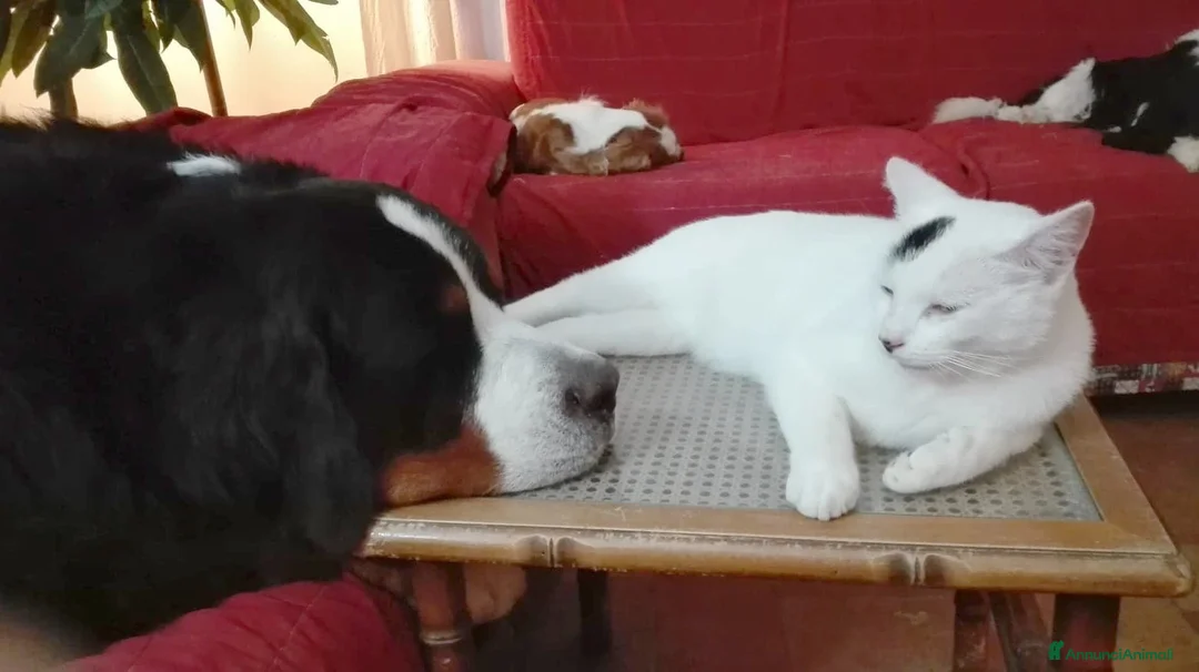 Immagine della galleria {{count}}