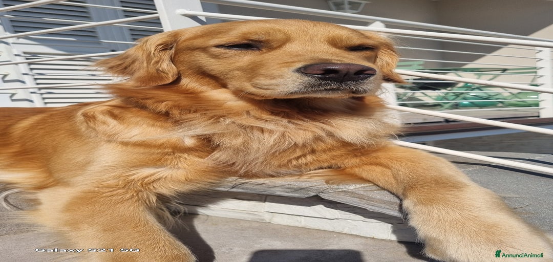 Immagine della galleria {{count}}