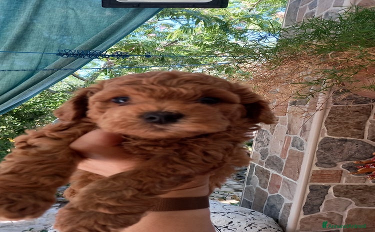 Barboncino cani a Provincia di Taranto - Annuncio 1