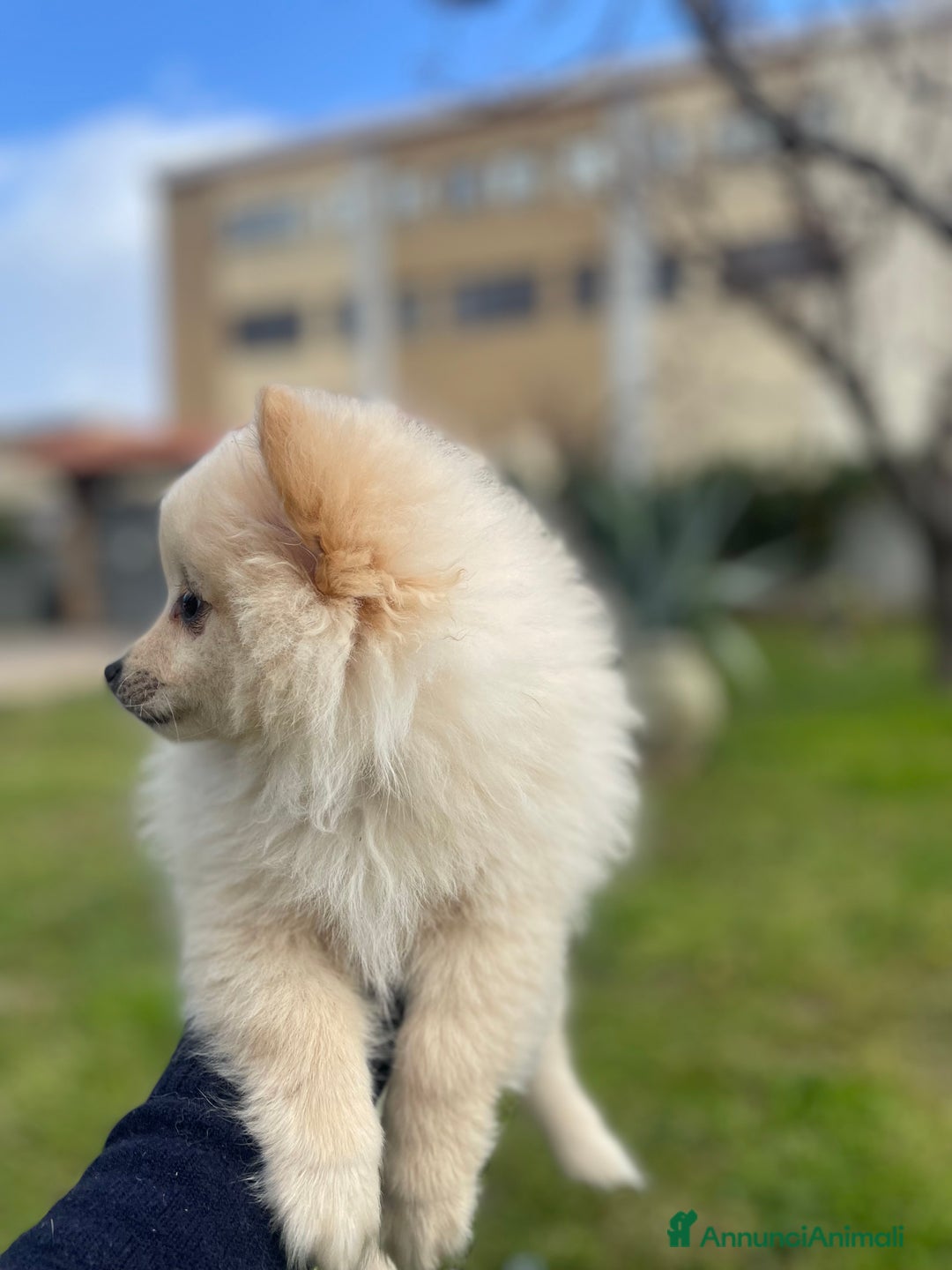 Volpino Pomerania cani in vendita: Volpino Pomerania  - Annuncio 3