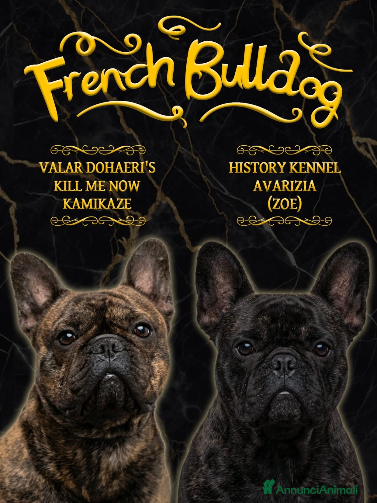 Bulldog Francese cani in vendita: Cucciolo bulldog francese  - Annuncio 7