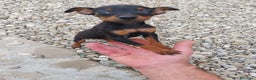 Pinscher Miniatura cani in vendita: Pinscher nano  - Annuncio 1
