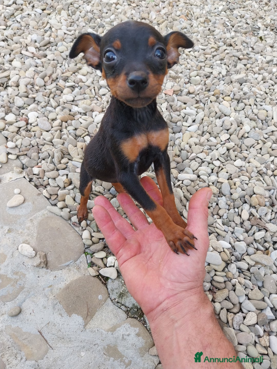 Pinscher Miniatura cani in vendita: Pinscher nano  - Annuncio 1
