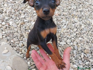Pinscher Miniatura cani Pinscher nano - Annuncio 11