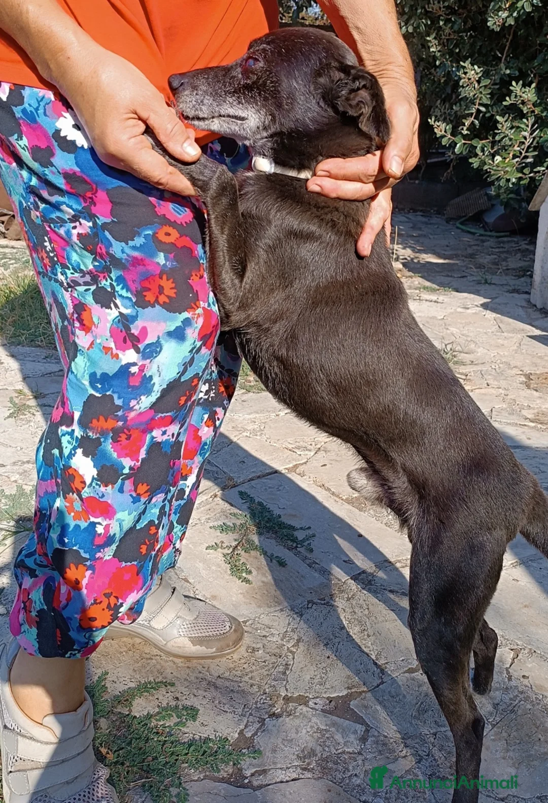 Meticcio cani in regalo: Bobby super adozione del ❤️ - Annuncio 3