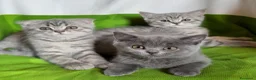 Scottish gatti in vendita: Cuccioli Scottish fold e Scottish straight  - Annuncio 2