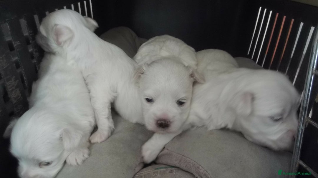 Maltese cani in vendita: DUE CUCCIOLATE DI MALTESI - Annuncio 4