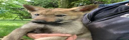 Lupo Cecoslovacco cani in vendita: Cucciolo maschio cane lupo cecoslovacco  - Annuncio 6