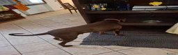 Dobermann cani in vendita: Dobermann maschio marrone fiammato a Provincia di Lecco - Annuncio 17
