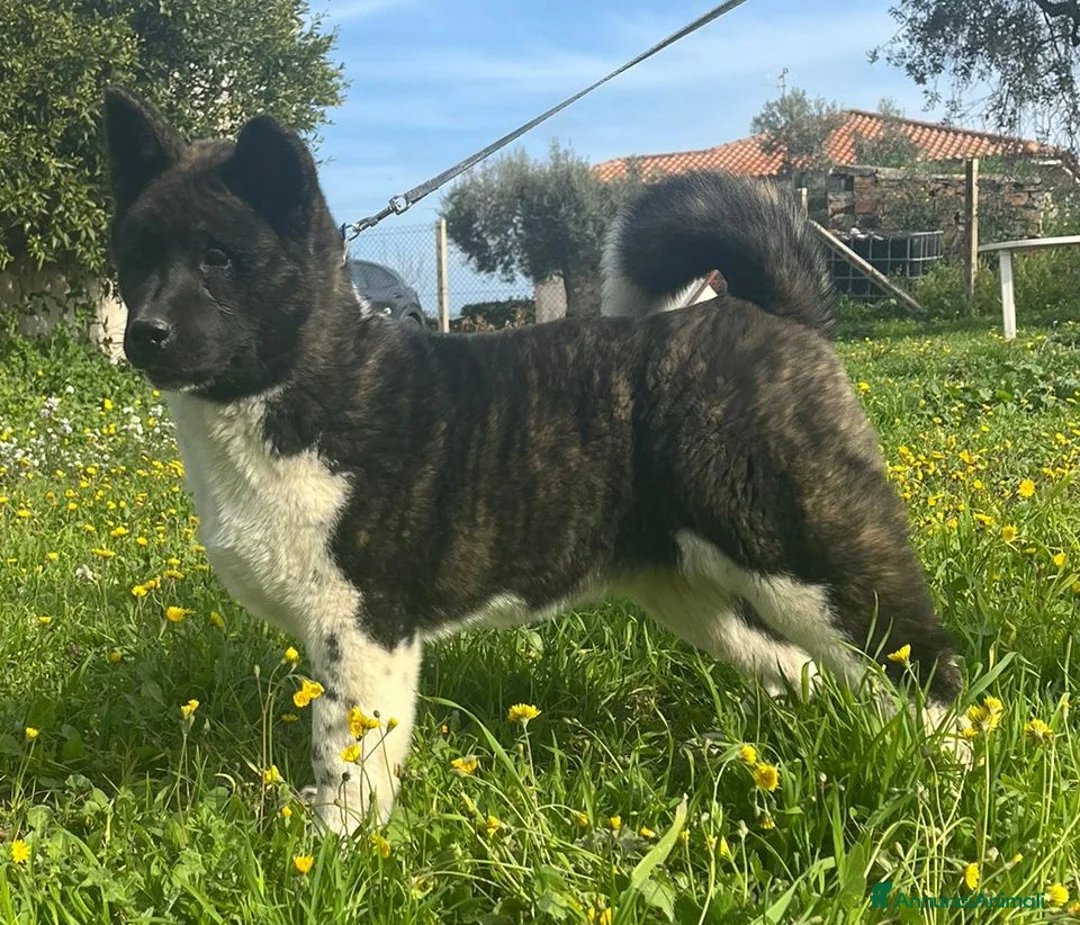 Akita Americano cani in vendita: AKITA AMERICANO  - Annuncio 2