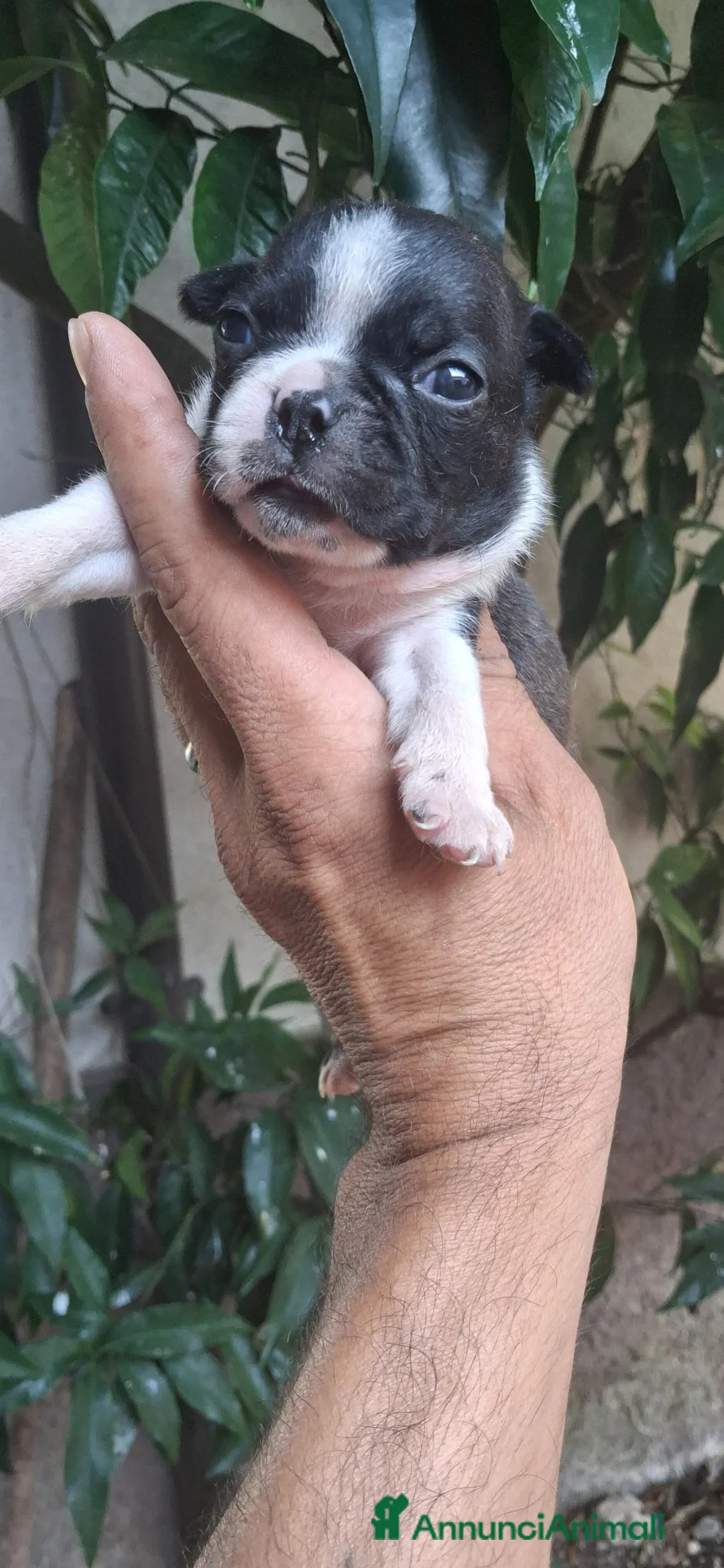 Boston Terrier cani in vendita: Boston terrier pedigree enci  - Annuncio 2