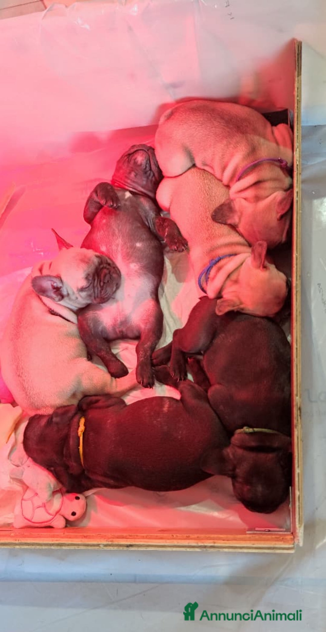 Bulldog Francese cani in vendita: Cuccioli di bulldog francese ❤️ - Annuncio 2