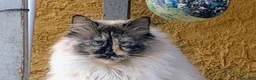 Altre razze gatti in regalo: Bellissima miciona 3 anni  - Annuncio 4