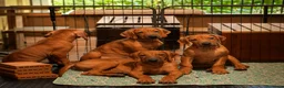 Rhodesian Ridgeback cani in vendita: Cuccioli Rhodesian Ridgeback con Pedigree ENCI - Annuncio 1