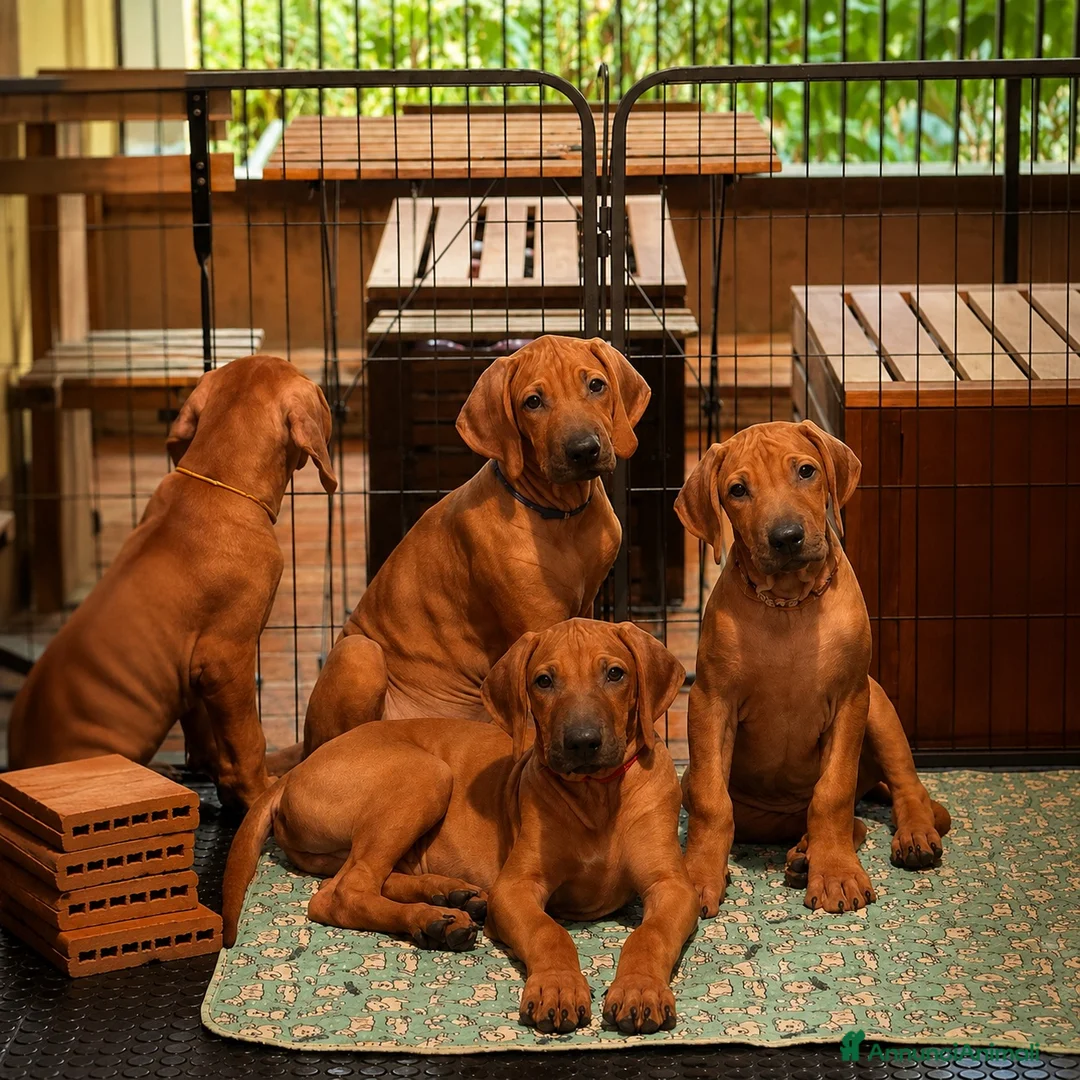 Rhodesian Ridgeback cani in vendita: Cuccioli Rhodesian Ridgeback con Pedigree ENCI - Annuncio 1