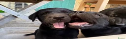 Labrador cani in vendita: Cuccioli Labrador Nero con Pedigree ENCI a Provincia di Pavia - Annuncio 5