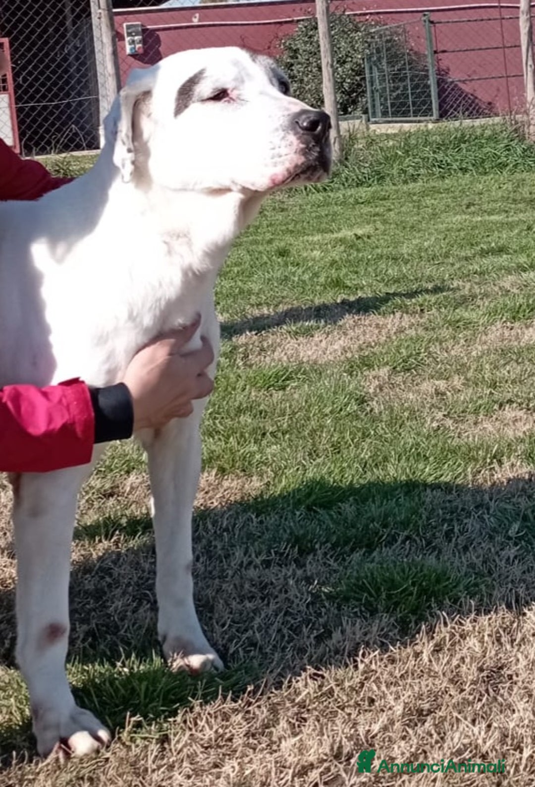 Meticcio cani in regalo: ADOZIONE DEL CUORE_MONICA NONNINA TENERISSIMA a Provincia di Latina - Annuncio 5