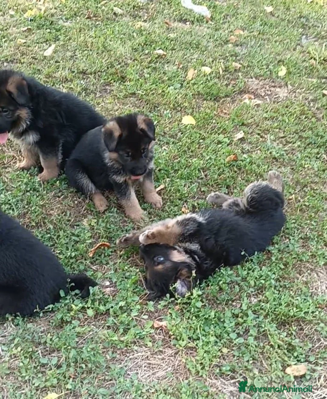 Pastore Tedesco cani in vendita: Cucciolata di Pastori Tedeschi - Annuncio 2