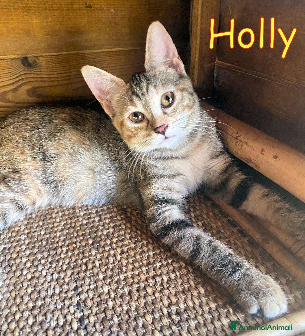 Europeo gatti Holly, Oreste e Olaf dolcissimi gattini - Annuncio 3