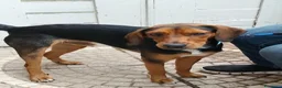 Meticcio cani in regalo: DIEGO simpatico musetto a Provincia di Varese - Annuncio 3