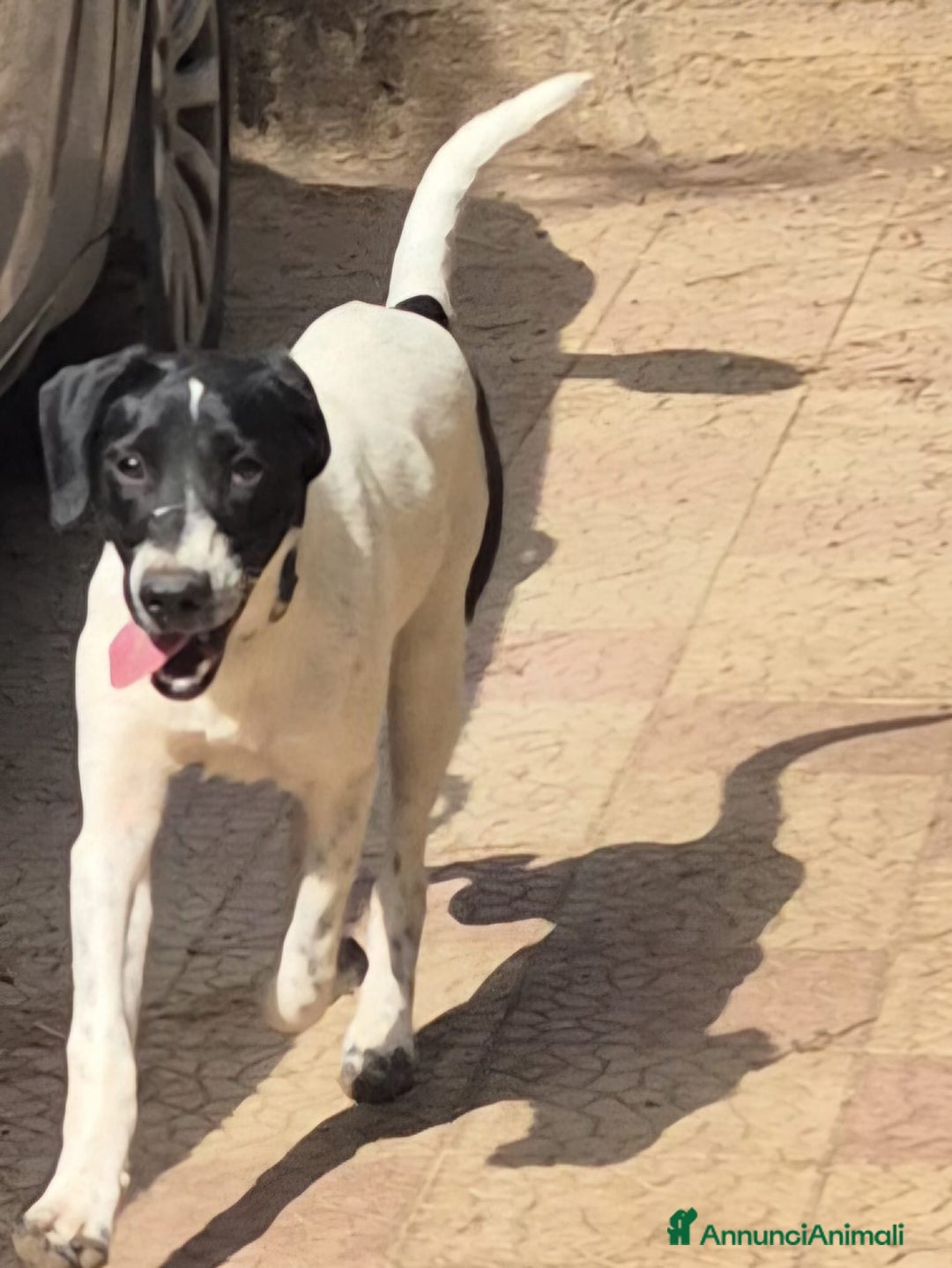 Meticcio cani in regalo: MAYA,ADATTA A TUTTI, NESSUNO CHIAMA PER LEI!!! - Annuncio 9