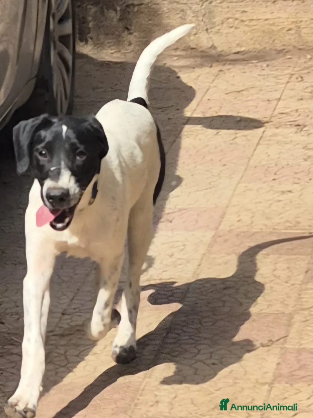 Meticcio cani in regalo: MAYA,ADATTA A TUTTI, NESSUNO CHIAMA PER LEI!!! - Annuncio 9