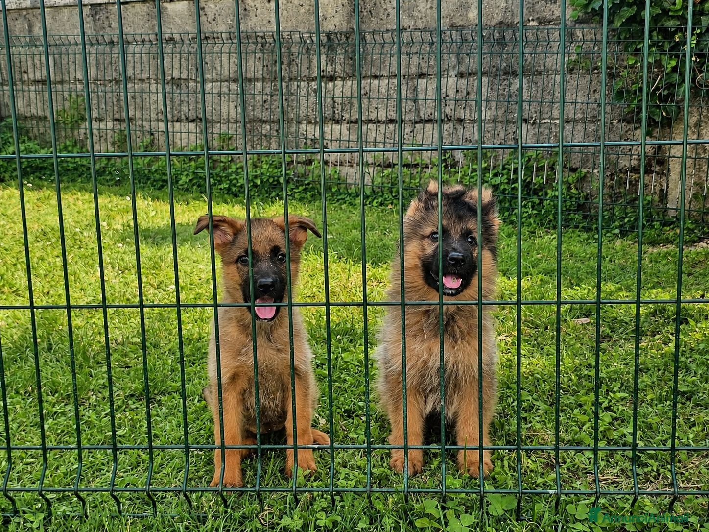 Pastore Tedesco cani Cuccioli pastore tedesco grigi focati con pedigree - Annuncio 1