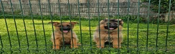 Pastore Tedesco cani in vendita: Cuccioli pastore tedesco grigi focati con pedigree - Annuncio 1
