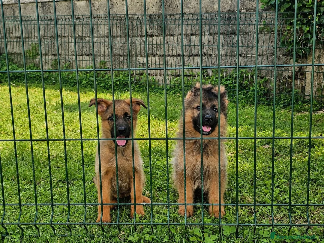 Pastore Tedesco cani in vendita: Cuccioli pastore tedesco grigi focati con pedigree - Annuncio 1