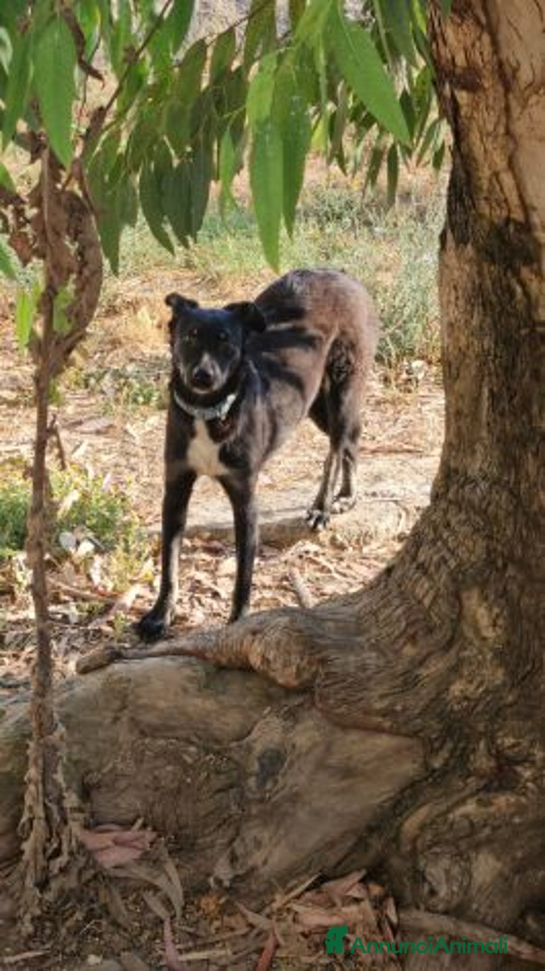 Meticcio cani in regalo: Luigi: timido, docile, socievole  a Città Metropolitana di Genova - Immagine 25