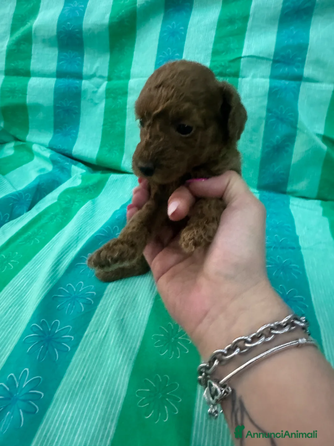Barboncino cani in vendita: Cuccioli Barboncino - Annuncio 2
