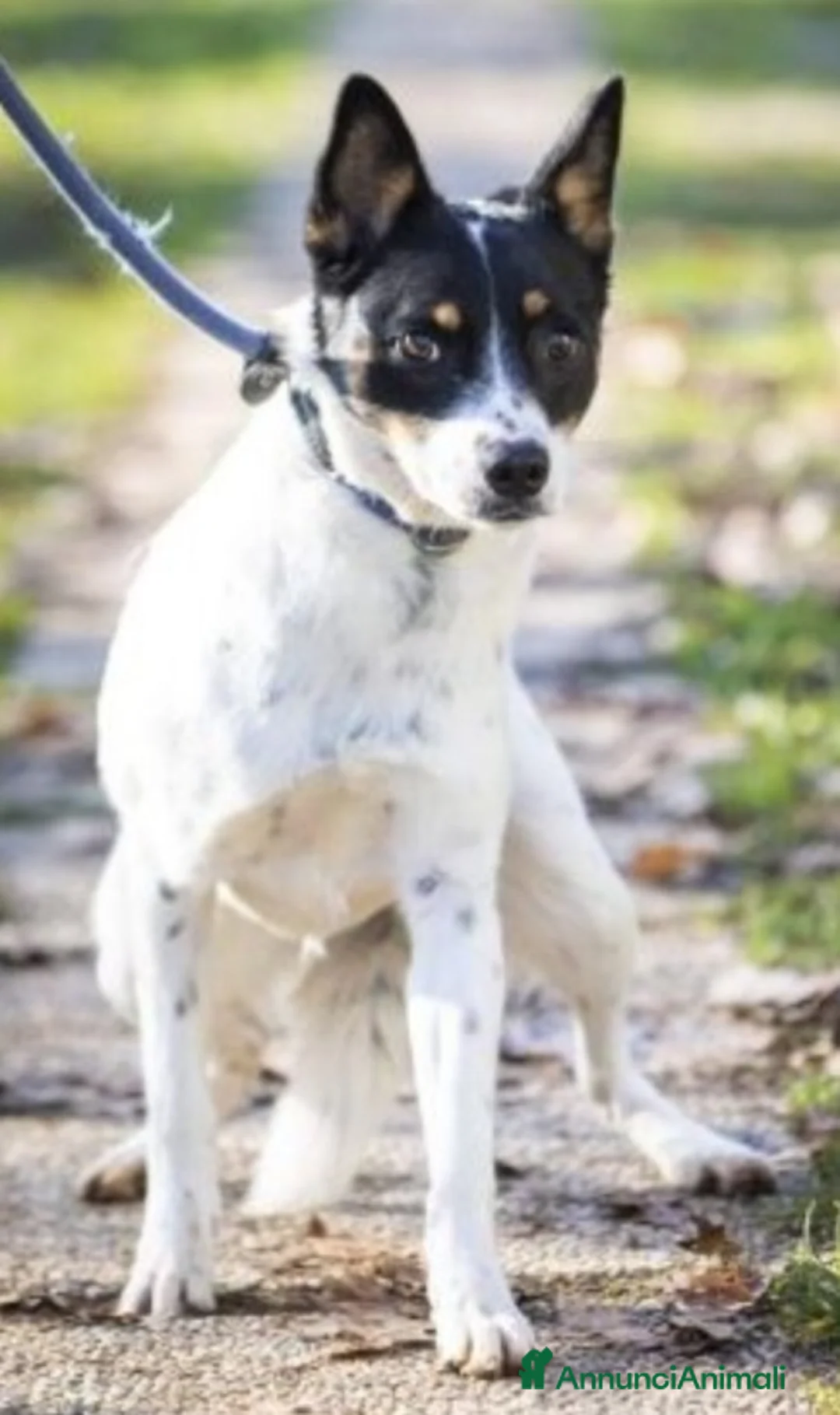 Meticcio cani in regalo: 3anni medio piccola finita in canile 1anno fa.VARE a Città metropolitana di Milano - Annuncio 3