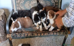 Australian Shepherd cani in vendita: cucciolata di sette fratelli con pedigree a Provincia autonoma di Trento - Immagine 2