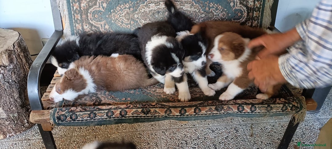 Australian Shepherd cani in vendita: cucciolata di sette fratelli con pedigree a Provincia autonoma di Trento - Immagine 2