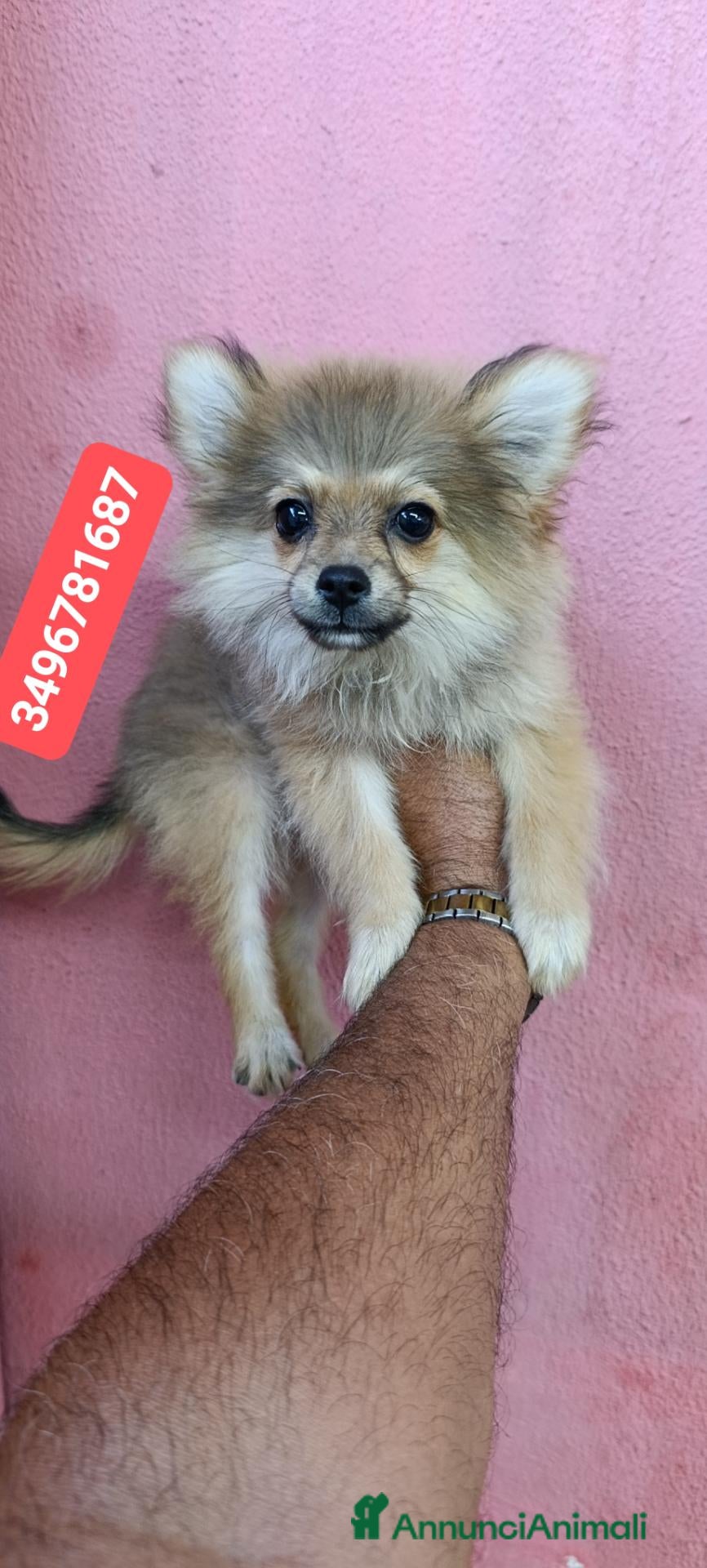 Spitz cani SPITZ TEDESCO PICCOLO coccoline batuffoline - Annuncio 1