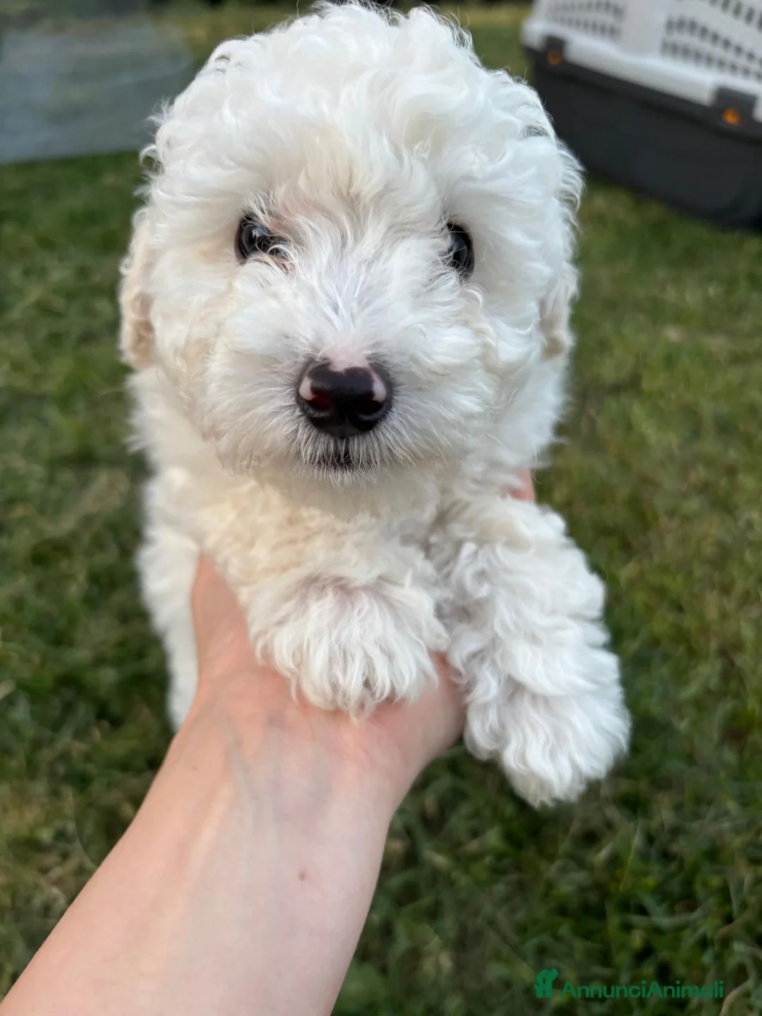 Barboncino cani in vendita: Barbone nano - Annuncio 2