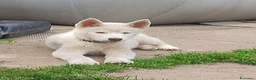 Husky cani in vendita: Siberian husky  - Annuncio 15