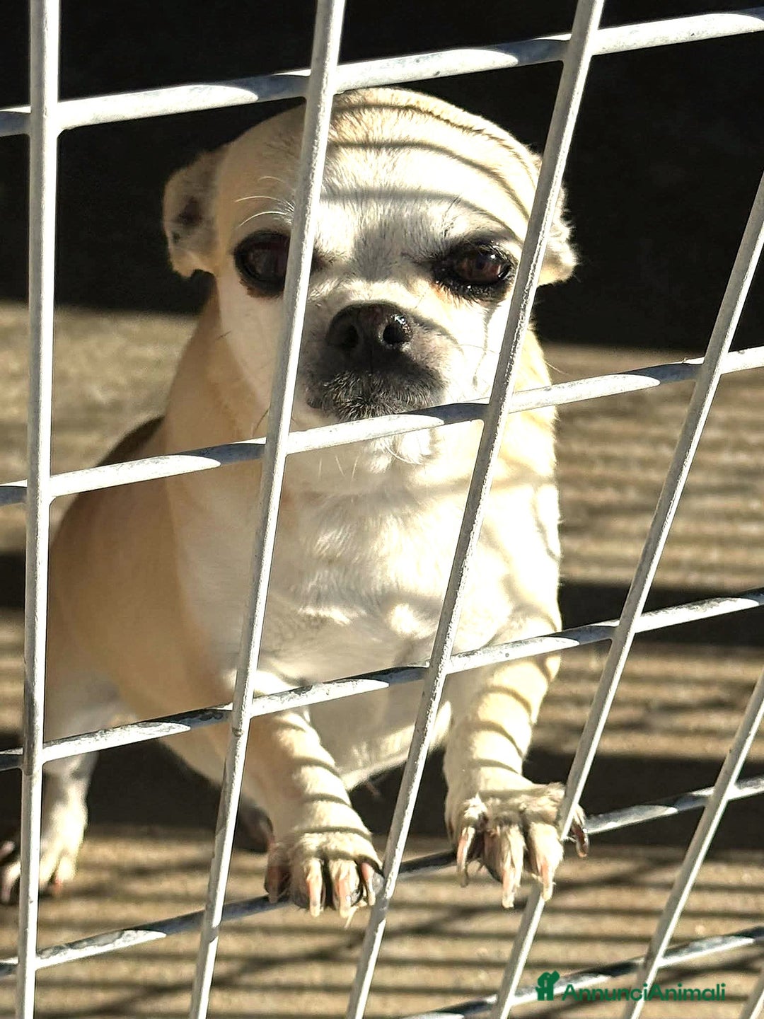 Bulldog Francese cani in regalo: ADOZ.DEL CUORE: non sopravviverà in perreras!!! - Annuncio 1