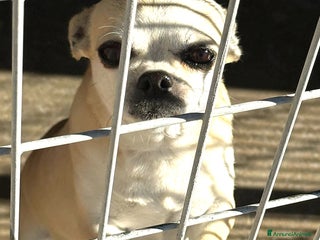 Bulldog Francese cani ADOZ.DEL CUORE: non sopravviverà in perreras!!! - Annuncio 2