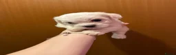 Maltese cani in vendita: CUCCIOLI DI MALTESE  - Annuncio 9