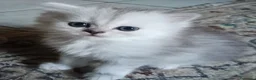 Persiano gatti in vendita: Persiano chinchilla silver doll face  - Annuncio 6