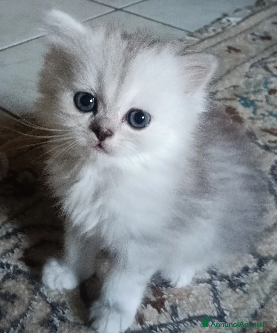 Persiano gatti in vendita: Persiano chinchilla silver doll face  - Annuncio 6