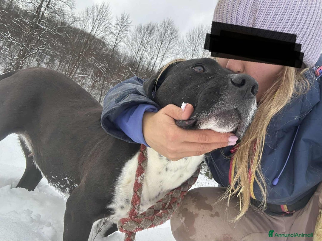 Staffordshire cani in regalo: ROSA, mix STAFFY incredibilmente coccolona! - Annuncio 9